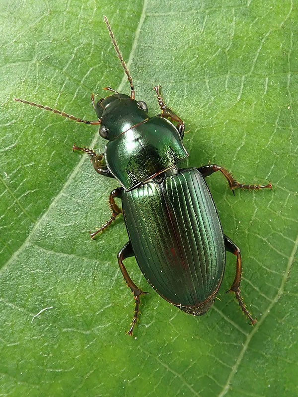 Carabidae: Harpalus distinguendus
